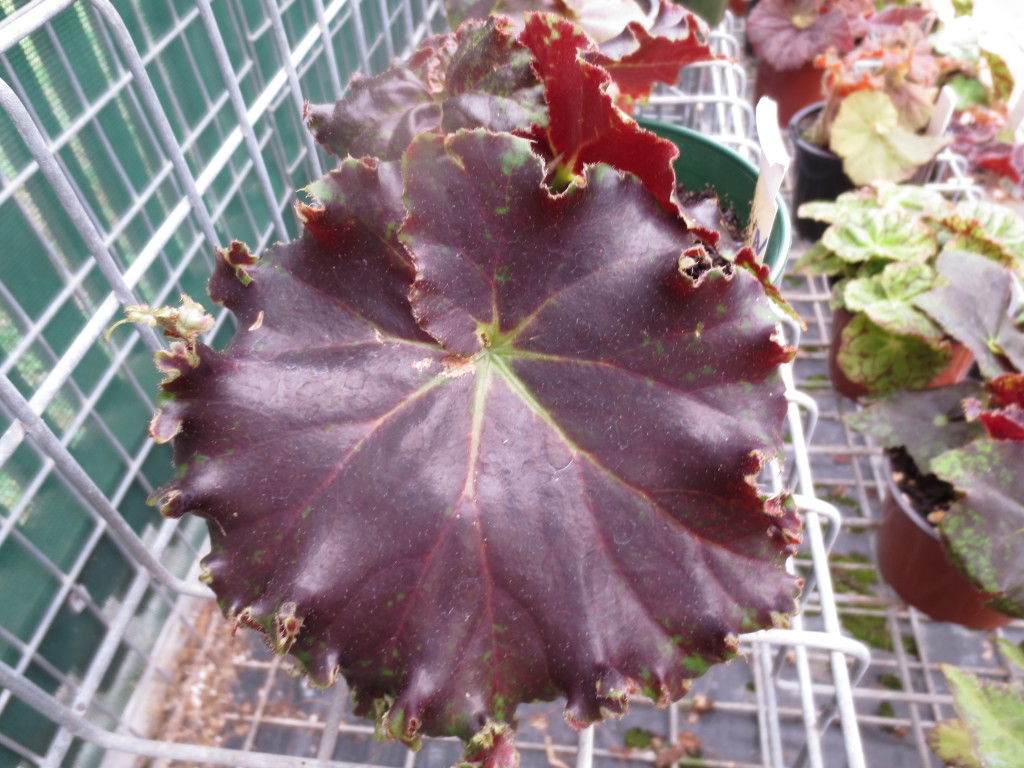 B. ‘Ruth Littlemore’